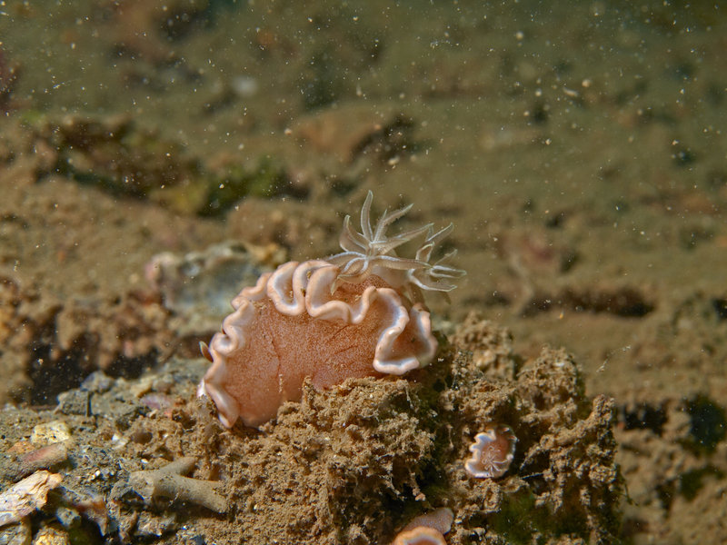 Nudibranch, Wreck, El Capitan